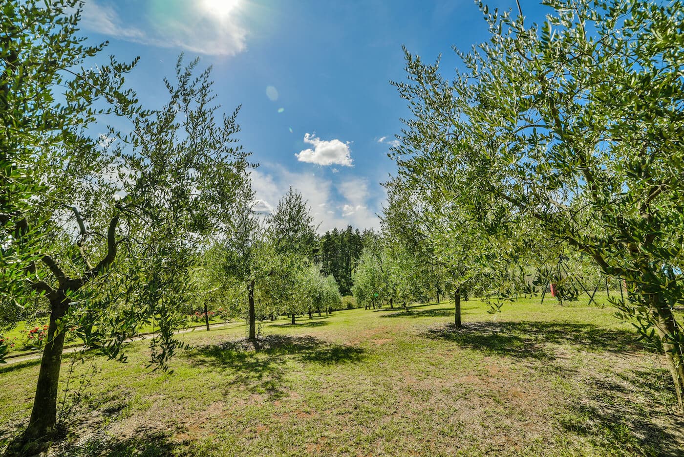 Olive Groves
